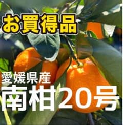 口コミで大人気みかん　愛媛県産　南柑20号　10キロ　農家直送　旬の柑橘　家庭用 愛媛県産 温州みかん・南柑20号 ご家庭用10kg（箱込）：愛媛県産の