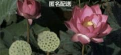 み*ん様 ☆発芽済☆ 蓮の種 蓮の苗 【3つ+補償苗１つ】のサムネイル