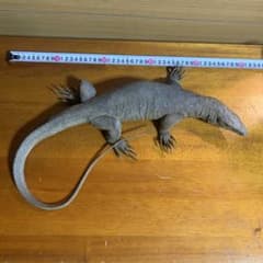 まるで剥製　リアルなオオトカゲフィギュア まるで剥製 リアルなオオトカゲフィギュア - メルカリ