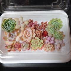 〖名前無し〗多肉植物カット苗セット✂︎のサムネイル