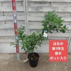 はるか 新3年生 苗木 21cm 7号 ポリポット入りのサムネイル