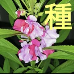 ホウセンカの種のサムネイル