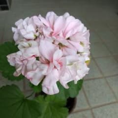 ピンクのゼラニウムの花のサムネイル