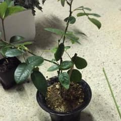 ⭐️薔薇  苗木のサムネイル