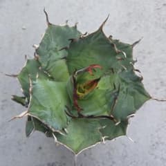 ワ*ン様 アガベ ハデスのサムネイル