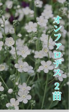 オンファロデス・リニフォリア(白花)2苗 一年草 ナチュラルガーデンのサムネイル