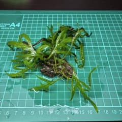 ミクロソリウムトライデント流木活着済 - メルカリ