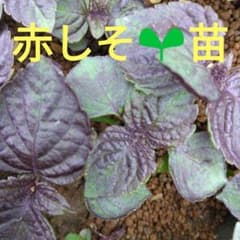 只今5本増量中‼️【大自然の中で育てた】赤紫蘇苗 15本＋5 - メルカリ