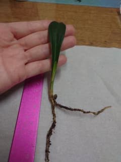 万年青の新芽のサムネイル
