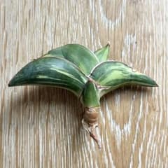 [Last One] Sansevieria 'Lobster' - Rooted offshoot, bare root, rare variegated variety