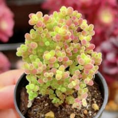ドロサンテマム 蜜橘 根っこあり 抜き苗 5cm鉢 1鉢分全部 - メルカリ