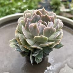 多肉植物　エケベリア　フリルエケ　ベレン　③抜き苗のサムネイル