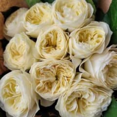 原木仕立てのwhite vuvu。生育旺盛で、約90まで元気に育った株です。
