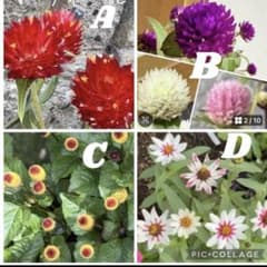 A.ストロベリーフィールドB.千日紅C.スピランサスD.ザハラスターライトローズのサムネイル