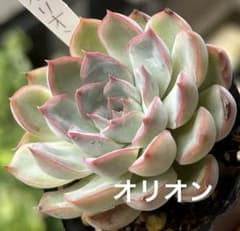 多肉植物✿ オリオン 抜き苗 ❁⃘*.゜6cmポット - メルカリ