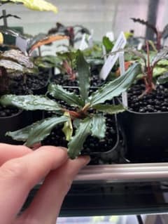 Bucephalandra sp.Aurora KN便 - メルカリ
