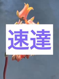 速達用出品のサムネイル
