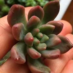 多肉植物 パラドクサ カット苗のサムネイル