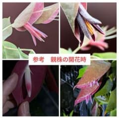 ③セラトステマ ペンデンス Ceratostema pendens 着生ツツジ - メルカリ