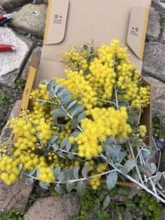 フレッシュ　パールアカシア　ミモザ 宅急便コンパクトのサムネイル