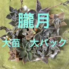 超絶ワイルド森で野生化【朧月＊オボロヅキ】多肉植物＊カット苗＊コンパクトボックス 多肉植物朧月（おぼろづき）⭐︎大苗カット苗⑥ - メルカリ