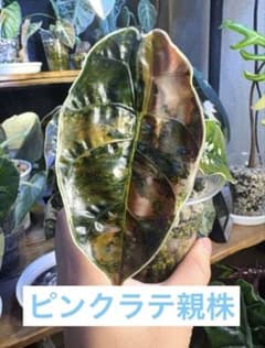 アロカシア　アズラニー　ピンクラテ　斑入り　芋　1つ アロカシア アズラニー ピンクラテ 斑入り 芋 1つ 特価 - メルカリ