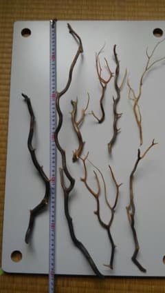 海松、黒珊瑚、骨董品のサムネイル