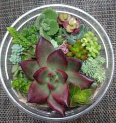 多肉植物 寄せ植えセット カット苗 多肉弁当 - メルカリ