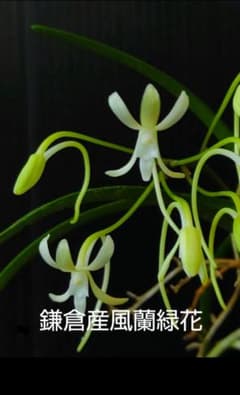 O*H様 山野草 セッコク 富貴蘭(鎌倉産 フウラン緑花9月6日写真更新) m54845059103_1.jpg?1720778697
