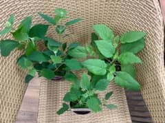 アメリカあじさい　ライムグリーン大きな花　ライムのアナベル 紫陽花 苗 アジサイのサムネイル