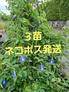 バタフライピー苗(チョウマメ)のサムネイル