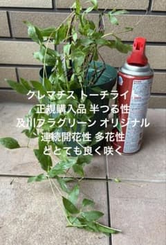 クレマチス トーチライト 正規購入品 繰り返しよく咲く 多花性のサムネイル