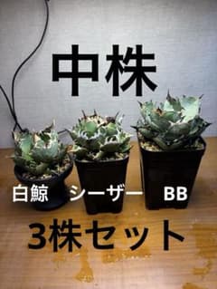 アガベ 3種セット 白鯨 シーザー BB ブラックアンドブルー 中株 - メルカリ