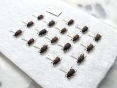 マグソクワガタ　昆虫標本セット まとめ売りのサムネイル
