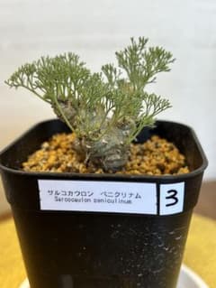 モンソニア・ぺニクリナム(Monsonia peniculinum)国内実生株 モンソニア・ぺニクリナム(Monsonia peniculinum)国内実生株3 - メルカリ