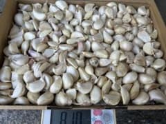 採れたて生にんにく　バラのサムネイル