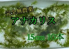 【専用ページ】天然アナカリス1000本 完全無農薬】アナカリス 15cm×10本 メダカ・金魚の水槽に！ - メルカリ