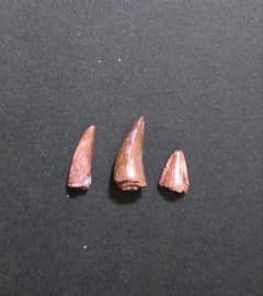 三畳紀】恐竜の化石 フィトサウルス類レドンダサウルスの歯3本セット