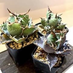 アガベ シーザー 姫源流 白鯨 抜き苗 3株セット - メルカリ