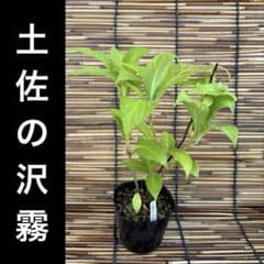 土佐の沢霧　ポットごと　山アジサイ　紫陽花　ヤマアジサイのサムネイル