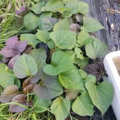 無農薬栽培　安納芋　サツマイモ苗 7節以上　5本のサムネイル