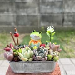 ♡そのまま飾れる♡カエルちゃんの可愛い多肉植物寄せ植え