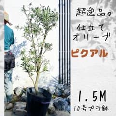 逸品。仕立てオリーブ ピクアル1.5M(鉢底から) 逸品。仕立てオリーブ ピクアル1.5M(鉢底から) - メルカリ