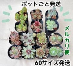 多肉植物 センペルビウム 7種 14個 Aのサムネイル