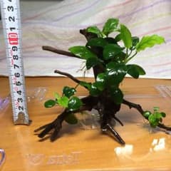 水草  アヌビアスナナのサムネイル