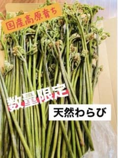 ☆カチアルさん専用☆ 那須高原　天然 3キロ　わらび 収穫後すぐ発送のサムネイル