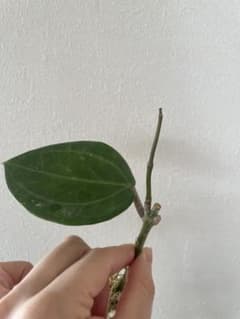 新年セール 大葉ホヤ Hoya sulawesi GPS 8867 サクララン - メルカリ