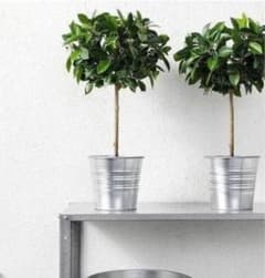 IKEA フェイクグリーン フェイカ ベンジャミン - メルカリ