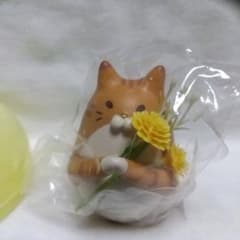 Hachinoco 벌새 고양이의 일륜자시 컬렉션 차백 고양이 뽑기