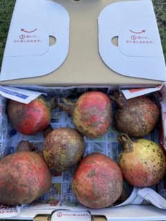 ザクロ、山梨県産のサムネイル